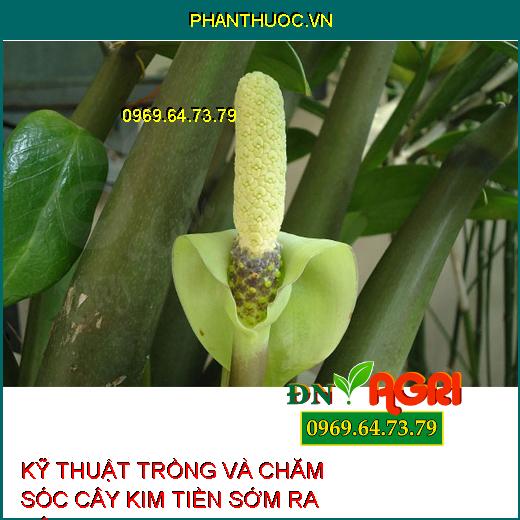 KỸ THUẬT TRỒNG VÀ CHĂM SÓC CÂY KIM TIỀN SỚM RA BÔNG