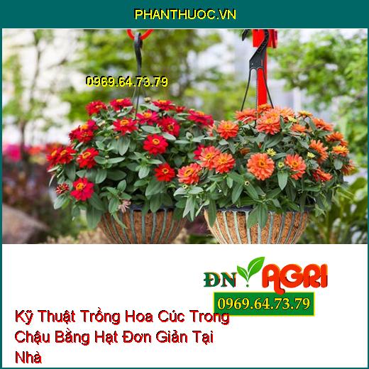 Kỹ Thuật Trồng Hoa Cúc Trong Chậu Bằng Hạt Đơn Giản Tại Nhà