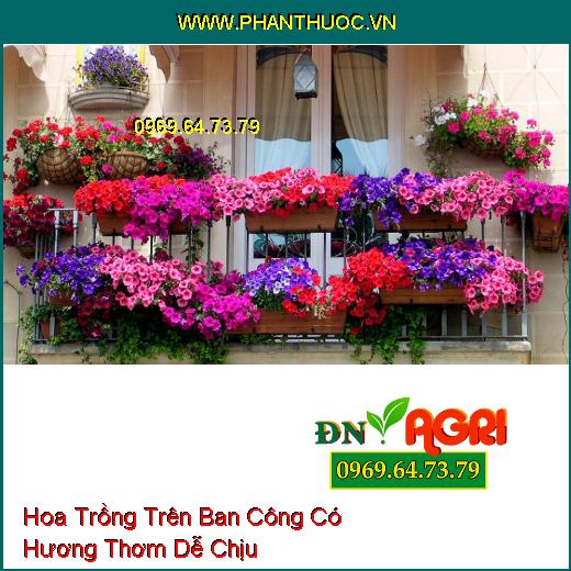 3 Loại Hoa Trồng Trên Ban Công Hương Thơm Dễ Chịu Nhất