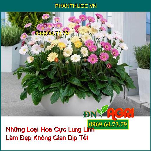 Những Loại Hoa Cực Lung Linh Bạn Có Thể Trồng Làm Đẹp Không Gian Dịp Tết 