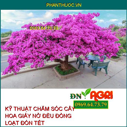 KỸ THUẬT CHĂM SÓC CÂY HOA GIẤY NỞ ĐỀU ĐỒNG LOẠT ĐÓN TẾT