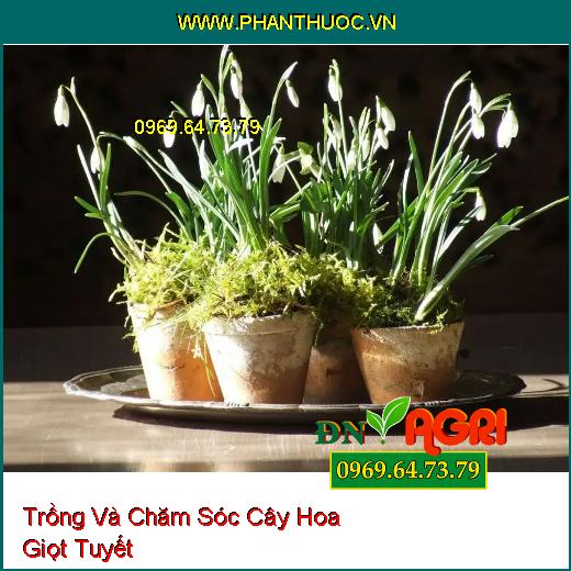 Trồng Và Chăm Sóc Cây Hoa Giọt Tuyết