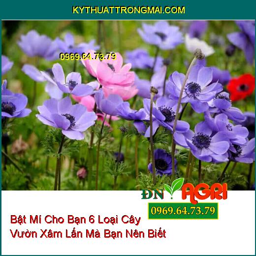 Bật Mí Cho Bạn 6 Loại Cây Vườn Xâm Lấn Mà Bạn Nên Biết