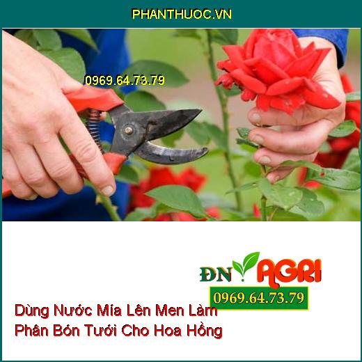 Dùng Nước Mía Lên Men Làm Phân Bón Tưới Cho Hoa Hồng 