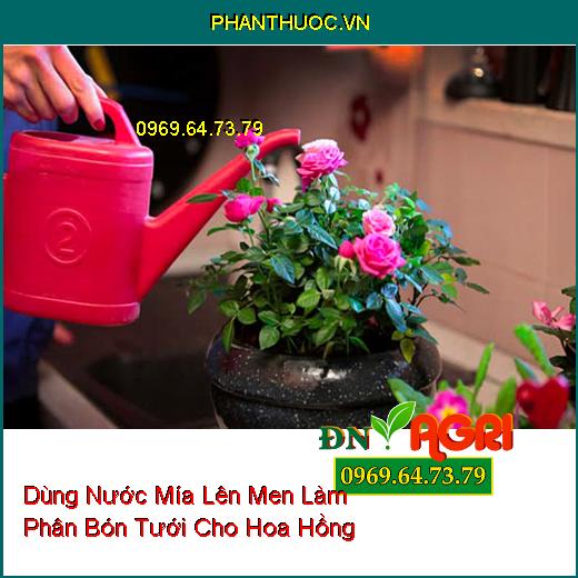 Dùng Nước Mía Lên Men Làm Phân Bón Tưới Cho Hoa Hồng 