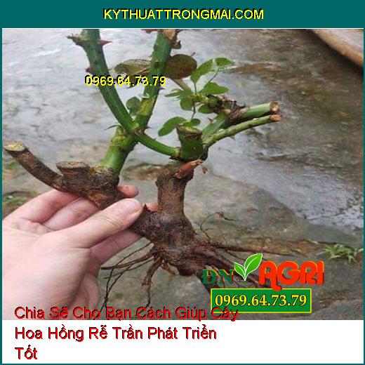 Chia Sẽ Cho Bạn Cách Giúp Cây Hoa Hồng Rễ Trần Phát Triển Tốt 