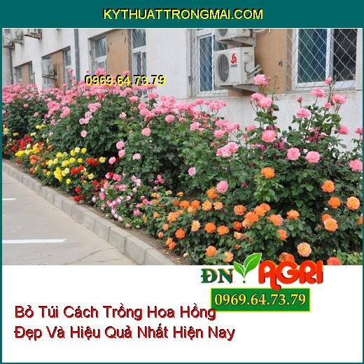 Bỏ Túi Cách Trồng Hoa Hồng Đẹp Và Hiệu Quả Nhất Hiện Nay