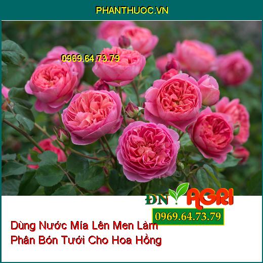 Dùng Nước Mía Lên Men Làm Phân Bón Tưới Cho Hoa Hồng 