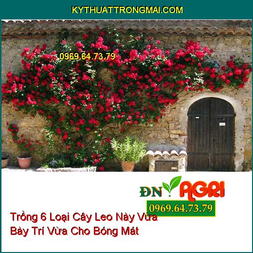 Trồng 6 Loại Cây Leo Này Vừa Bày Trí Vừa Cho Bóng Mát