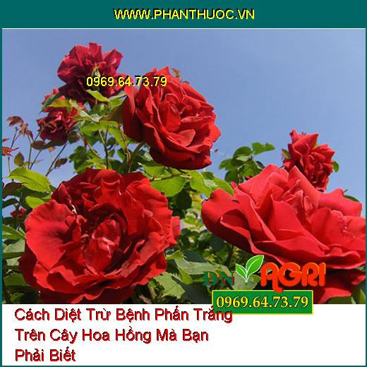 Cách Diệt Trừ Bệnh Phấn Trắng Trên Cây Hoa Hồng Mà Bạn Phải Biết