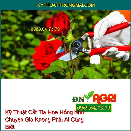 Kỹ Thuật Cắt Tỉa Hoa Hồng Như Chuyên Gia Không Phải Ai Cũng Biết