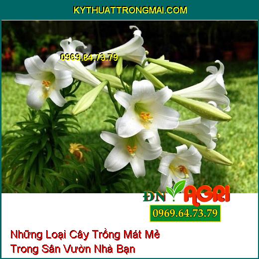 Những Loại Cây Trồng Mát Mẻ Trong Sân Vườn Nhà Bạn