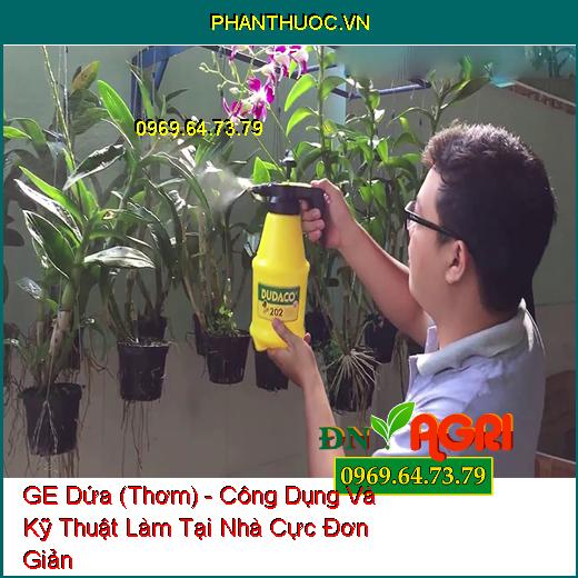 GE Dứa (Thơm) - Công Dụng Và Kỹ Thuật Làm Tại Nhà Cực Đơn Giản