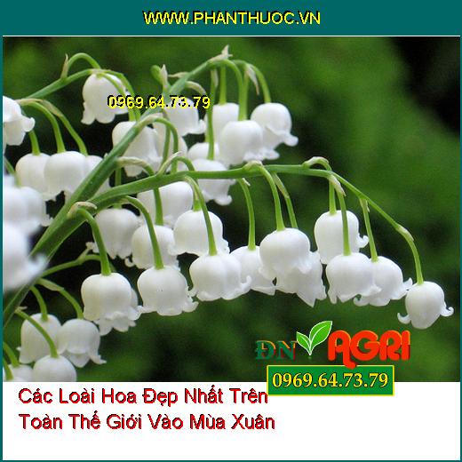 Các Loài Hoa Đẹp Nhất Trên Toàn Thế Giới Vào Mùa Xuân