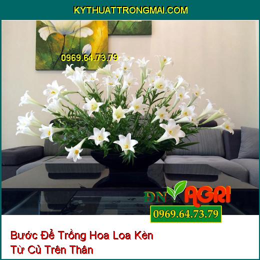 Bước Để Trồng Hoa Loa Kèn Từ Củ Trên Thân