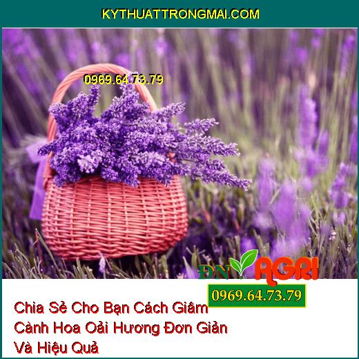 Chia Sẻ Cho Bạn Cách Giâm Cành Hoa Oải Hương Đơn Giản Và Hiệu Quả