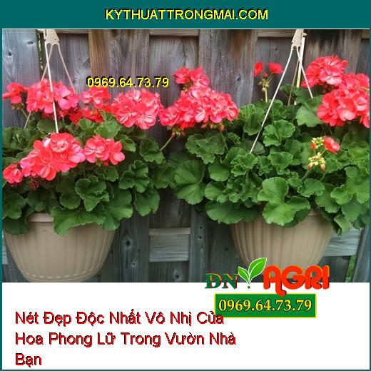 Nét Đẹp Độc Nhất Vô Nhị Của Hoa Phong Lữ Trong Vườn Nhà Bạn