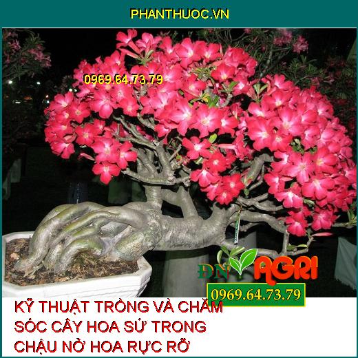 KỸ THUẬT TRỒNG VÀ CHĂM SÓC CÂY HOA SỨ TRONG CHẬU NỞ HOA RỰC RỠ