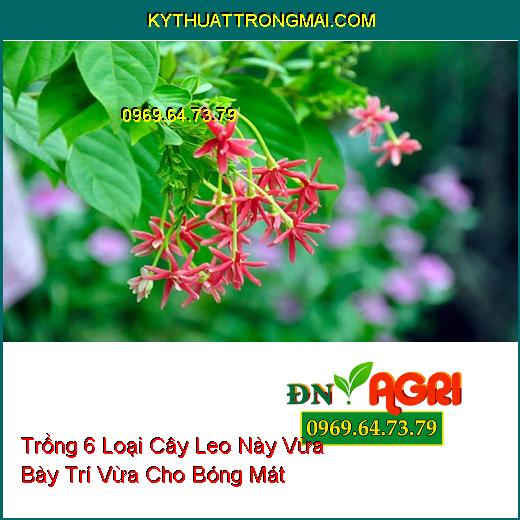 Trồng 6 Loại Cây Leo Này Vừa Bày Trí Vừa Cho Bóng Mát