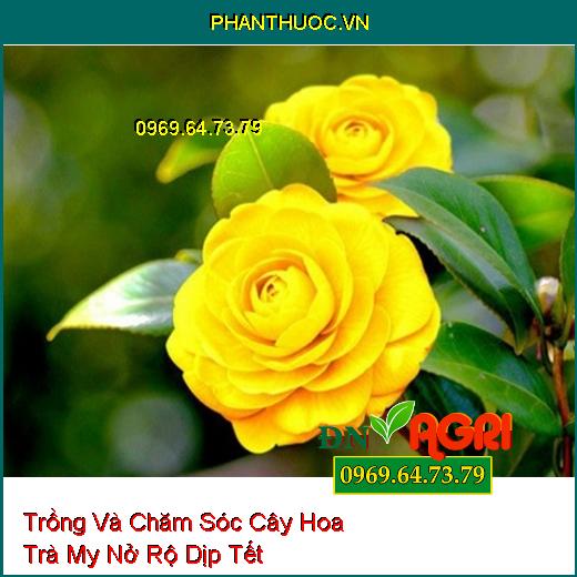 Trồng Và Chăm Sóc Cây Hoa Trà My Nở Rộ Dịp Tết