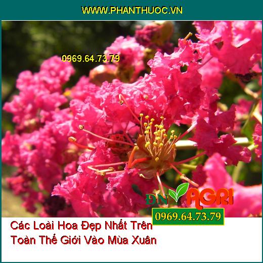 Các Loài Hoa Đẹp Nhất Trên Toàn Thế Giới Vào Mùa Xuân