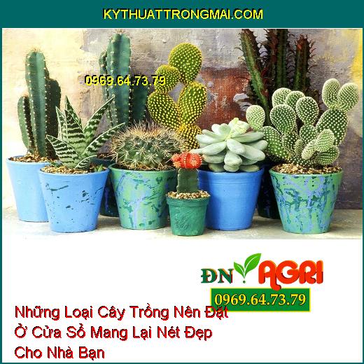 Những Loại Cây Trồng Nên Đặt Ở Cửa Sổ Mang Lại Nét Đẹp Cho Nhà Bạn