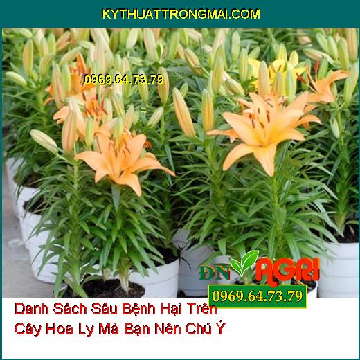 Danh Sách Sâu Bệnh Hại Trên Cây Hoa Ly Mà Bạn Nên Chú Ý