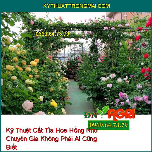 Kỹ Thuật Cắt Tỉa Hoa Hồng Như Chuyên Gia Không Phải Ai Cũng Biết