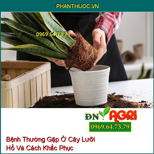 5 Bệnh Thường Gặp Ở Cây Lưỡi Hổ Và Cách Khắc Phục