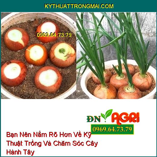 Bạn Nên Nắm Rõ Hơn Về Kỹ Thuật Trồng Và Chăm Sóc Cây Hành Tây