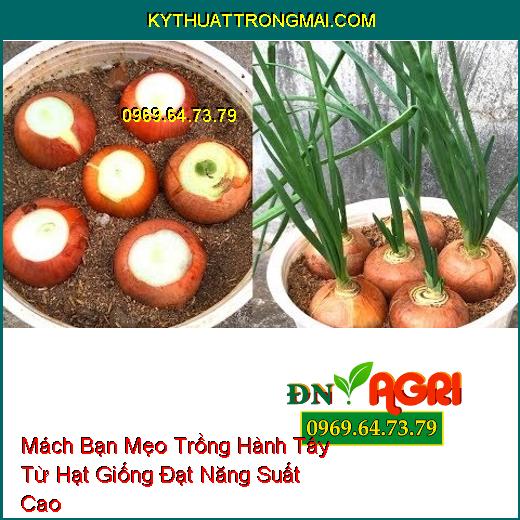 Mách Bạn Mẹo Trồng Hành Tây Từ Hạt Giống Đạt Năng Suất Cao