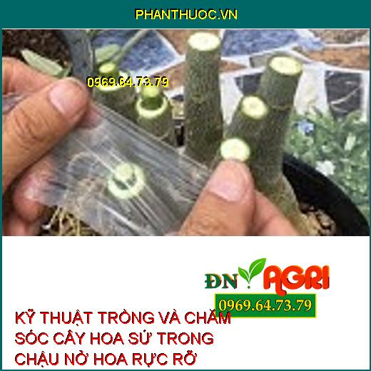 KỸ THUẬT TRỒNG VÀ CHĂM SÓC CÂY HOA SỨ TRONG CHẬU NỞ HOA RỰC RỠ