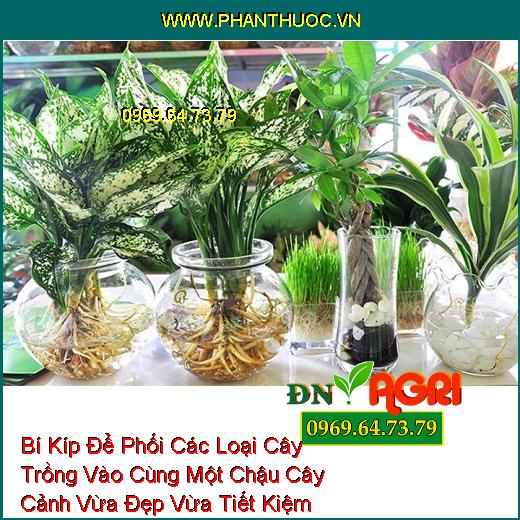 Bí Kíp Để Phối Các Loại Cây Trồng Vào Cùng Một Chậu Cây Cảnh Vừa Đẹp Vừa Tiết Kiệm Không Gian