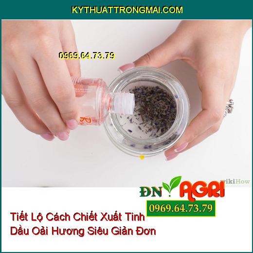 Tiết Lộ Cách Chiết Xuất Tinh Dầu Oải Hương Siêu Giản Đơn