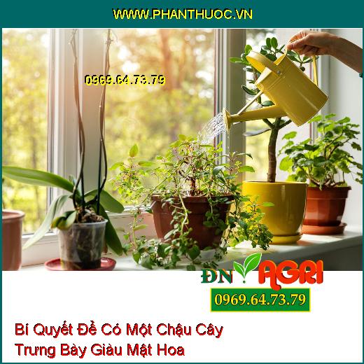 Bí Quyết Để Có Một Chậu Cây Trưng Bày Giàu Mật Hoa