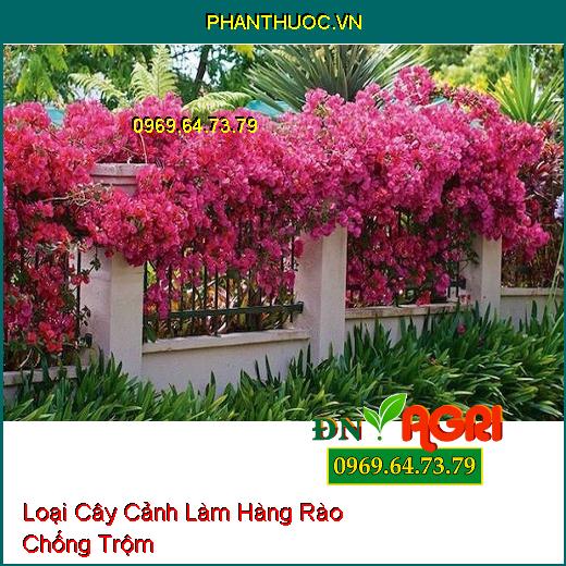 3 Loại Cây Vừa Để Trang Trí Ngôi Nhà, Vừa Để Làm Hàng Rào Chống Trộm