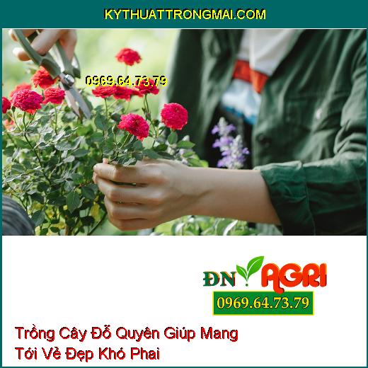 Trồng Cây Đỗ Quyên Giúp Mang Tới Vẻ Đẹp Khó Phai