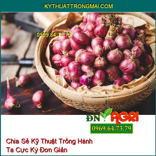 Chia Sẻ Kỹ Thuật Trồng Hành Ta Cực Kỳ Đơn Giản