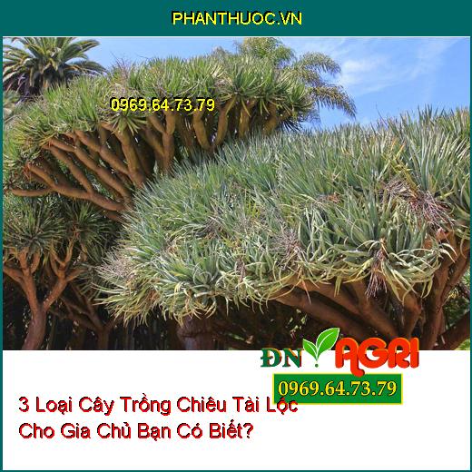 3 Loại Cây Trồng Chiêu Tài Lộc Cho Gia Chủ Bạn Có Biết?