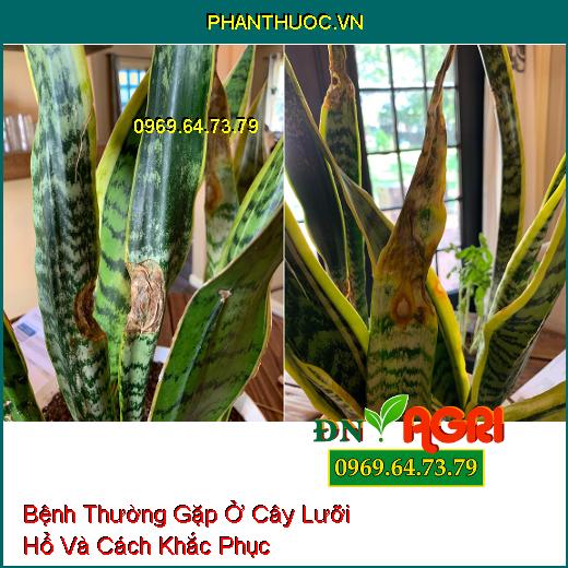 5 Bệnh Thường Gặp Ở Cây Lưỡi Hổ Và Cách Khắc Phục