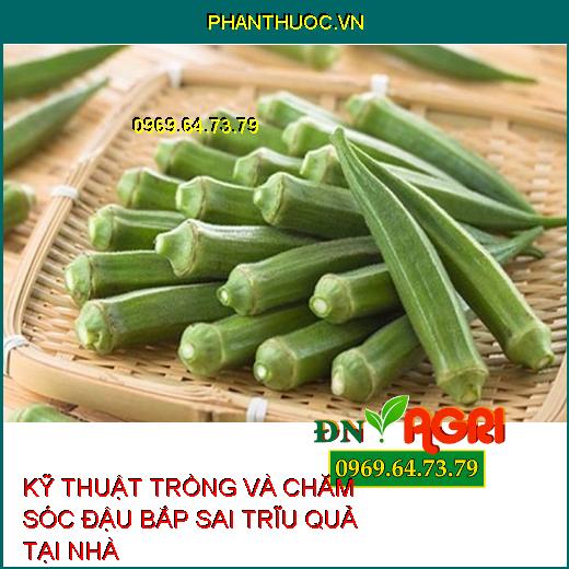 KỸ THUẬT TRỒNG VÀ CHĂM SÓC ĐẬU BẮP SAI TRĨU QUẢ TẠI NHÀ