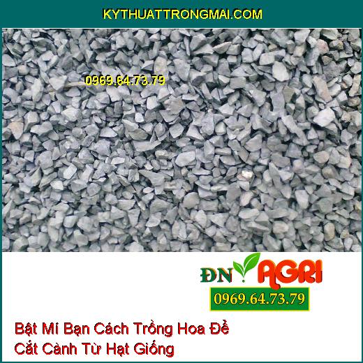 Bật Mí Bạn Cách Trồng Hoa Để Cắt Cành Từ Hạt Giống