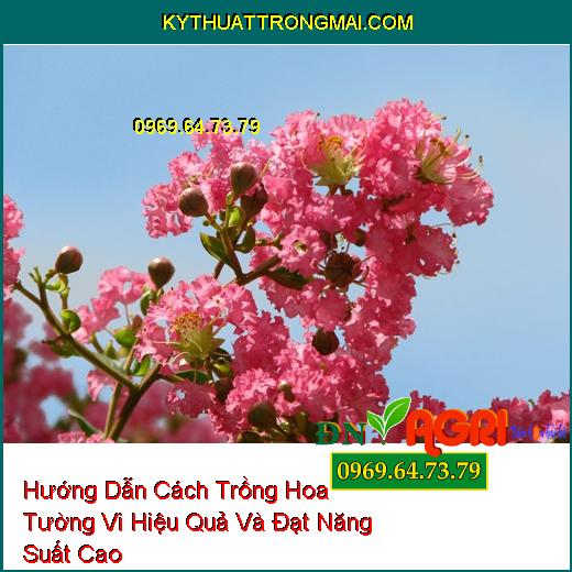 Hướng Dẫn Cách Trồng Hoa Tường Vi Hiệu Quả Và Đạt Năng Suất Cao