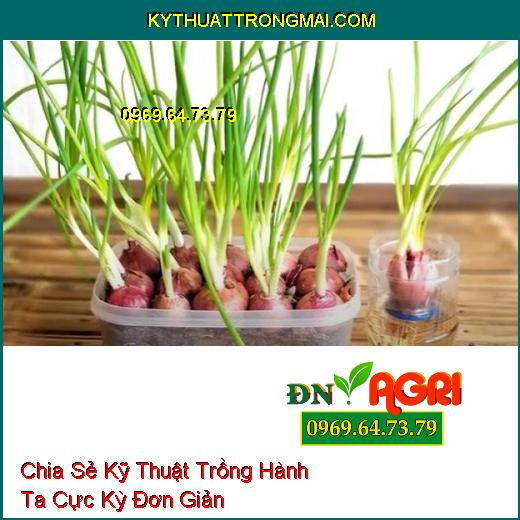 Chia Sẻ Kỹ Thuật Trồng Hành Ta Cực Kỳ Đơn Giản