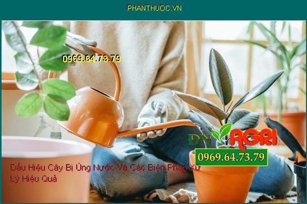 Dấu Hiệu Cây Bị Úng Nước Và Các Biện Pháp Xử Lý Hiệu Quả