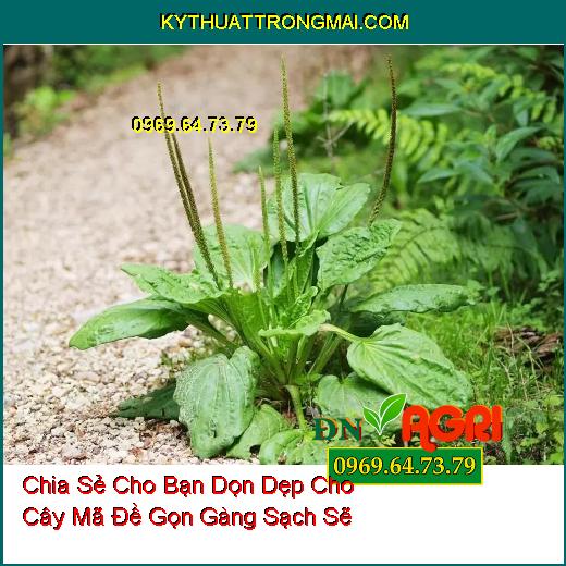 Chia Sẻ Cho Bạn Dọn Dẹp Cho Cây Mã Đề Gọn Gàng Sạch Sẽ 