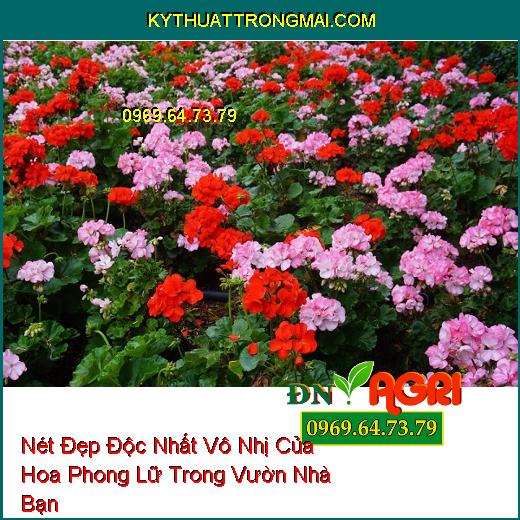 Nét Đẹp Độc Nhất Vô Nhị Của Hoa Phong Lữ Trong Vườn Nhà Bạn