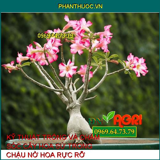 KỸ THUẬT TRỒNG VÀ CHĂM SÓC CÂY HOA SỨ TRONG CHẬU NỞ HOA RỰC RỠ