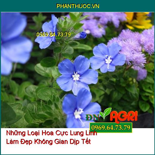 Những Loại Hoa Cực Lung Linh Bạn Có Thể Trồng Làm Đẹp Không Gian Dịp Tết 