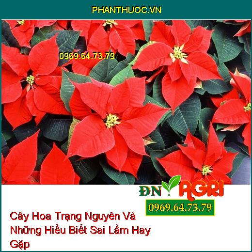 Cây Hoa Trạng Nguyên Và Những Hiểu Biết Sai Lầm Hay Gặp